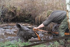 "Topi się łoś. Pomocy!" 6 leśników ruszyło na ratunek