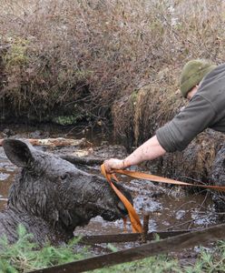 "Topi się łoś. Pomocy!" 6 leśników ruszyło na ratunek