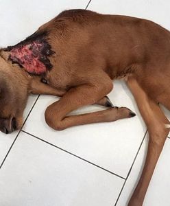 Młody łoś zostawiony na pastwę losu. "Nikt nie chciał udzielić pomocy"