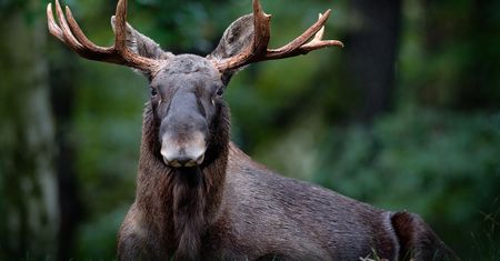 Samochód osobowy uderzył w łosia. Zablokowana DK79