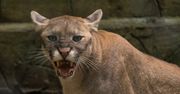 Puma w Łomiankach? Straż miejska apeluje do mieszkańców