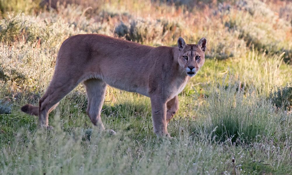 Policja ostrzega: na południu Czech grasuje amerykańska puma