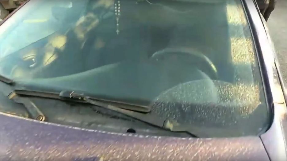 Wszechobecny pył pochodzi z sosen