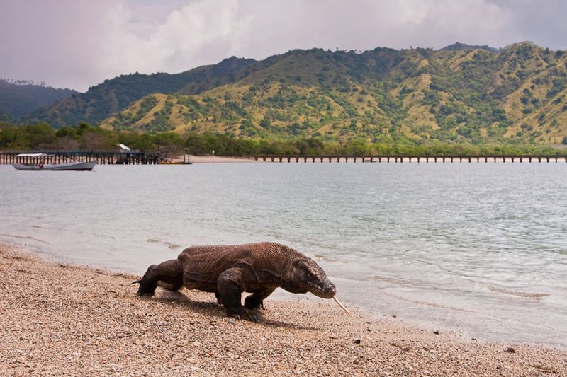 Park Narodowy Komodo - Indonezja