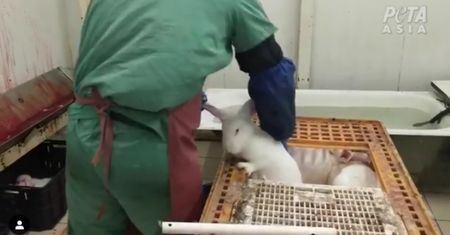 PETA udostępniła nagranie. Dantejskie sceny na rosyjskiej fermie