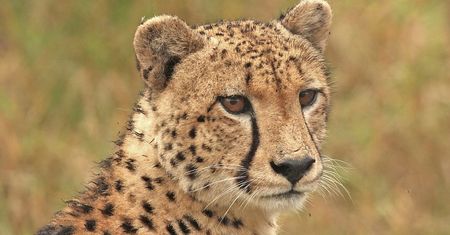 Odróżnisz lamparta od geparda? A wiesz jak wygląda puma?