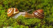 Co wiesz o ślimakach?
