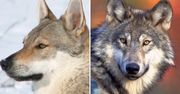 Wilczak i wilk. Odróżnisz je od siebie?