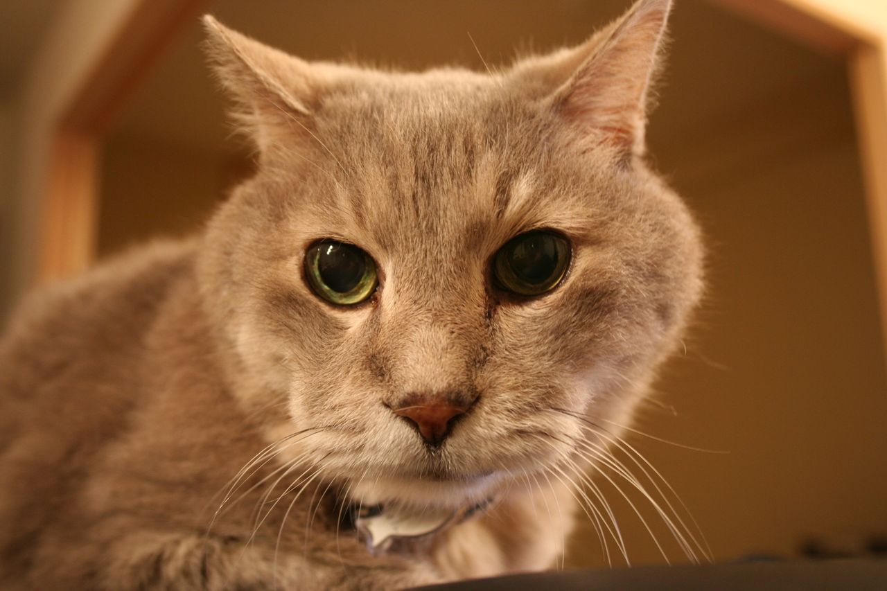 Ile wiesz o kotach? Sprawdź się