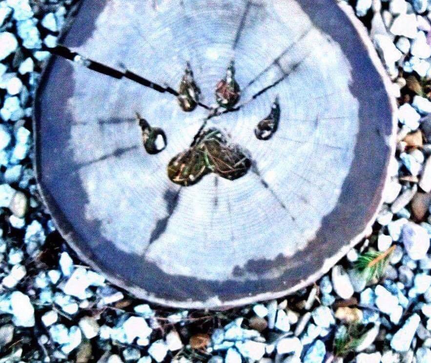 Te zwierzęta spotkasz w Tatrach. Potrafiłbyś je wytropić?