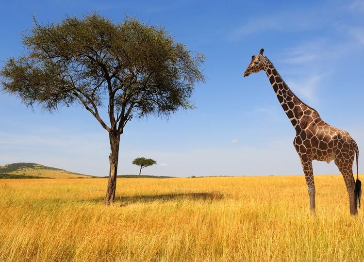 Jak dobrze znasz Afrykę? Sprawdź!