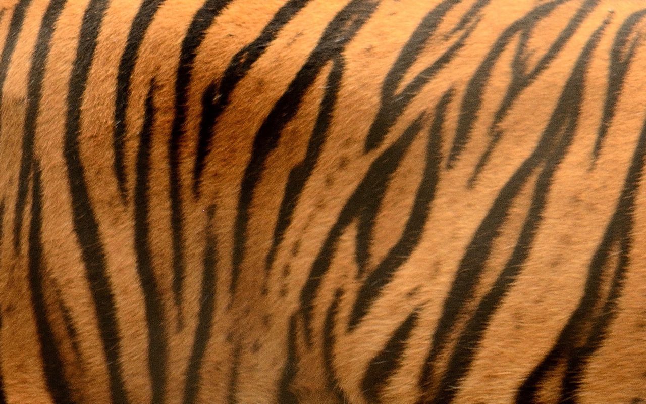 Rozpoznasz po maści, jakie to zwierzę?