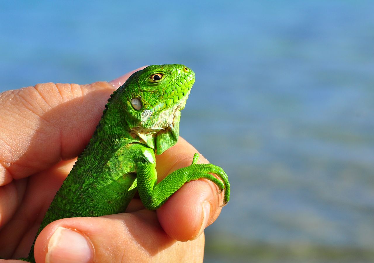 To gad czy płaz? Potrafisz odróżnić te gromady?