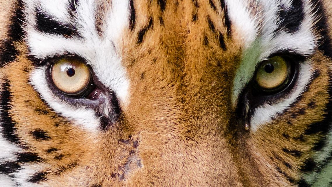 Rozpoznasz po oczach, co to za zwierzę?