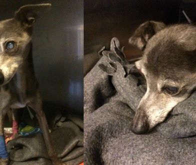 "Wyglądał jak martwy". Chory pies przeżył horror. Teraz wraca do zdrowia i szuka nowego domu