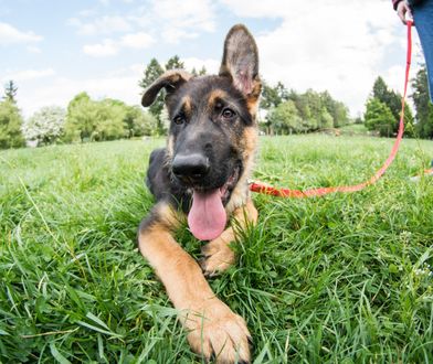Policja szuka psów. Płacą nawet 6 tys. złotych