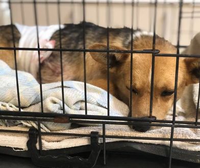 Brudnów. Skatowany pies nie przeżył doby. Oprawca nabił go na widły