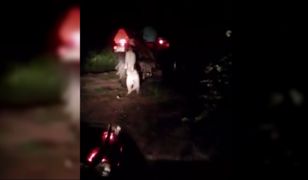 Powiesił psa na traktorze. Policja znalazła sprawcę!