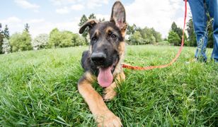 Policja szuka psów. Płacą nawet 6 tys. złotych
