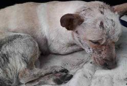 Zawinął psa w torbę i wrzucił do kosza. Udana akcja policji