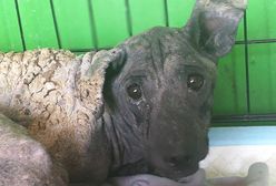 Psy trzymane w 40 st. upale, zamiast sierści mają skorupy. "Jak na nie patrzę, to płakać mi się chce"