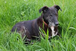 Pieskie życie? Nie dla nich, dzięki waszej dobroci