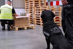 Wyszkolony labrador wywąchał 5 kg marihuany. Narkotyki w przesyłce pocztowej