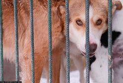 Organizacje na rzecz zwierząt biją na alarm. Przez poselski projekt ograniczający interwencje