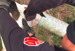 St. Louis: niezwykła akcja ratunkowa. Pies utknął w rurze