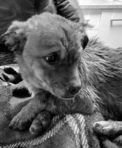 Łuków. Ktoś wyrzucił szczeniaka z auta. Przejechały go inne samochody