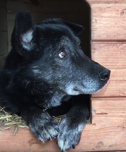 Historia jak z filmu. Pies przez 5 dni wracał do schroniska dla zwierząt