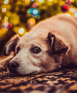 Świąteczny poradnik dla właścicieli czworonogów