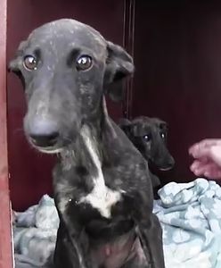 Katował psa. Grozi mu nawet 5 lat więzienia i 100 tys. zł kary