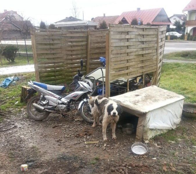 Psy spędziły kilkanaście dni bez jedzenia i w fatalnych warunkach 