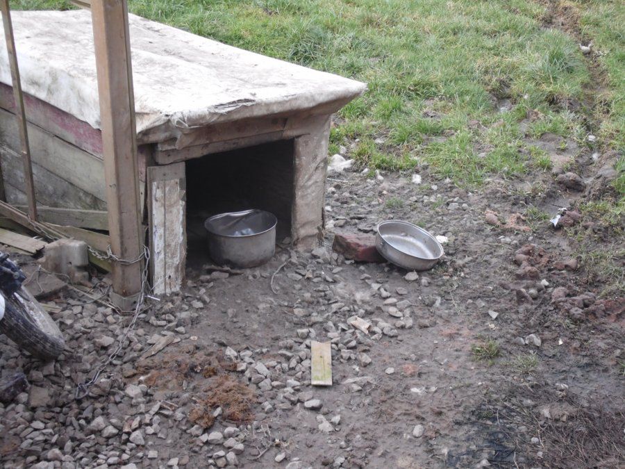 Właściciel zostawił psy w fatalnych warunkach na kilkanaście dni 