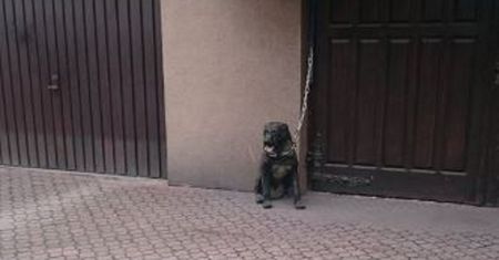 "Od trzech dni nie dostaje jedzenia". Ta interwencja strażników była inna niż wszystkie