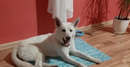 Brutalnie zabił adoptowaną suczkę. "Konała w męczarniach"