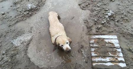Straż miejska uratowała labradora. Wyziębiony tonął w błotnistej mazi