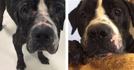 Psy przed i po adopcji. Serce rośnie na ten widok