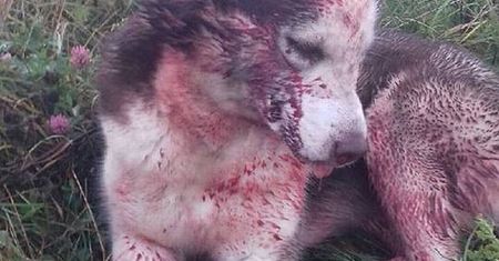 Ludzie nie mają sumienia? Ktoś brutalnie pobił psa i porzucił przy torach