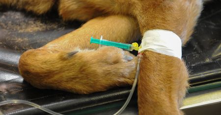 Epidemia COVID-19. Weterynarze dementują plotki o usypianiu zwierząt