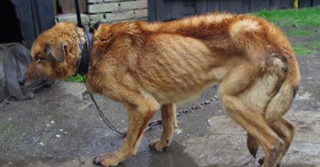 Ważył zaledwie 10 kg. Nie miał siły stać