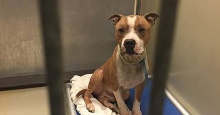 Uratowała pitbulla przed śmiercią. Tak się jej odwdzięcza