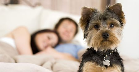 Tradycja, która dzieli obrońców zwierząt. Ta para w każdą rocznicę ślubu adoptuje psa