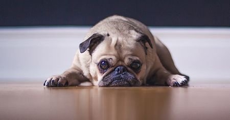 Rola mięsa w diecie twojego psa