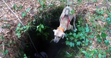 Pies spędził w jaskini 3 tygodnie. W końcu uratował go turysta