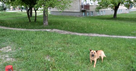 Dramatyczne sceny na Grochowie. Trzy psy zaatakowały dziewczynkę