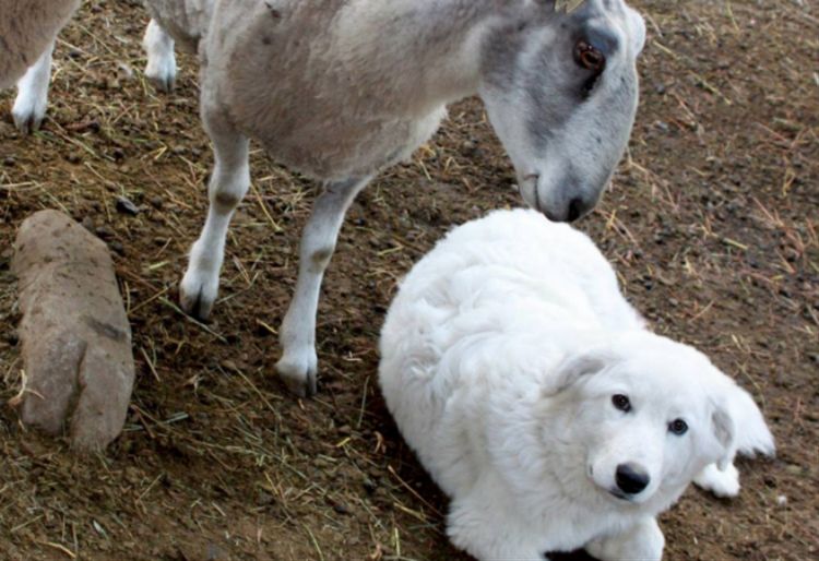 Psy pasterskie pilnują owiec na farmie swoich właścicieli