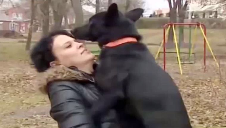 Pies przebył 300 km, by odnaleźć kobietę, która go uratowała