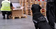 Wyszkolony labrador wywąchał 5 kg marihuany. Narkotyki w przesyłce pocztowej